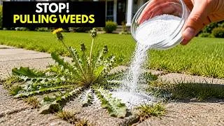 Thumbnail: Stop Pulling Weeds: Use This 1 Home Ingredient to Kill Them Permanently...