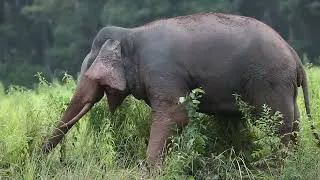 Thumbnail: LITTLE ELEPHANT