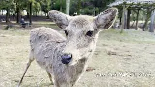 Thumbnail: Finding peace & tranquility in Nara Park (Japan)