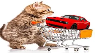 Thumbnail: How NOT To Buy a Car