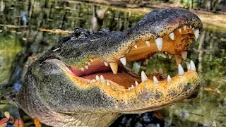 Thumbnail: ALLIGATOR ATTACK