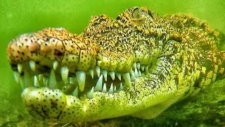 Thumbnail: Crocodile feeding, alligator snapping turtle, monitor lizard!