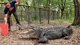 Thumbnail: Cameraman never dies! Q&A with gator cameramen