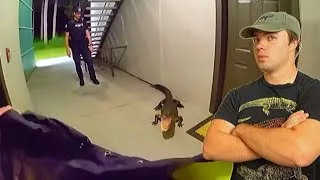 Thumbnail: Police’s Difficult Alligator Capture: Alligator Handler Reacts