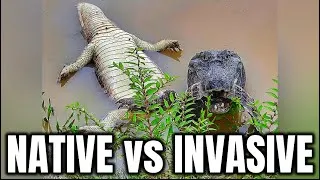 Thumbnail: Invasive Crocs in Florida: How to Identify 