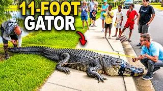 Thumbnail: Giant 11ft Gator Captured At Florida Apartments!