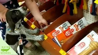 Thumbnail: 8 WEEK OLD PUPPY VISITS PETSMART!! | Watson the German Wirehaired Pointer