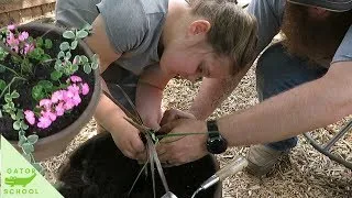 Thumbnail: PLANTING FLOWERS | fun unschooling activity