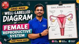 Thumbnail: Female Reproductive System Diagram in Hindi | D.Pharm Students |  Human Anatomy & Physiology