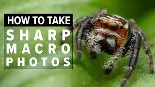 Thumbnail: Macro Photography Tips For SHARP Photos | WORKS EVERYTIME!