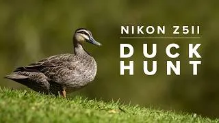Thumbnail: Nikon Z5ii + Nikon 180-600mm Bird Photography POV | Looking For Ducks