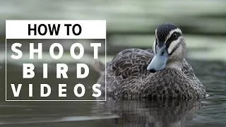 Thumbnail: Shoot Cinematic Bird Videos With ANY Nikon Z mount Camera