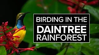 Thumbnail: Bird Photography In The Daintree Rainforest | Nikon Z8
