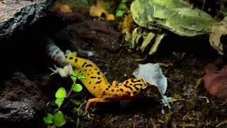 Thumbnail: LEOPARD GECKO shedding - | nature | peaceful | relaxing | (ASMR)