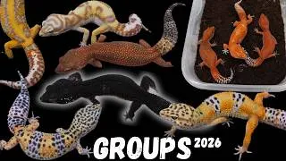 Thumbnail: AMAZING GROUPS! - Leopard Gecko | Red Dragon | Halloween | Bold W&Y | Tiger | Obsidian Black Night