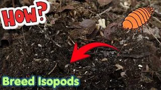 Thumbnail: How to BREED isopods & springtails for your LEOPARD GECKO (2026)