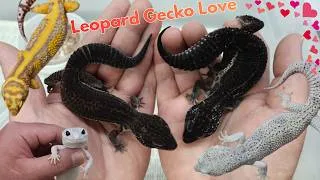 Thumbnail: Leopard Gecko LOVE | (2026) - mid-season GROUPS - McFlurry | Obsidian | Snow | Eclipse | Bold