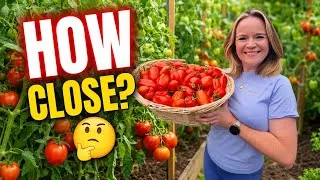 Thumbnail: How Close Can You Really Plant Tomatoes? 🍅