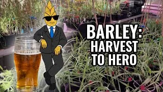 Thumbnail: Barley: From beer to bread and everything in between