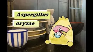 Thumbnail: How koji leads to saké, soy sauce, and more!