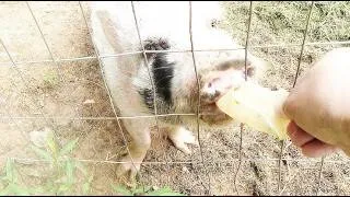 Thumbnail: Join the Adventure: Exploring Pickle Pig Corral! Part 2
