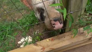 Thumbnail: Join Us for a New Adventure at the Pickle Pig Corral! Part 1