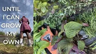 Thumbnail: every plant i harvested is fighting my autoimmune flares | here's what i learned
