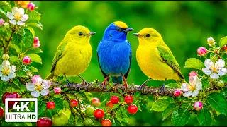 Thumbnail: Peaceful Birdsong & Relaxing Piano | Calm Your Mind and Release Daily Stress