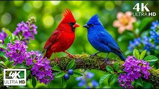 Thumbnail: Morning Birdsong & Soft Piano | Peaceful Nature Music for Focus and Relaxation