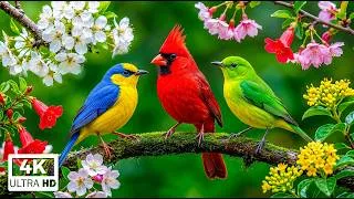 Thumbnail: Beautiful Birdsong & Gentle Piano | Peaceful Garden Music for Stress Relief