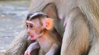 Thumbnail: 💛 Baby Monkey Has a Cute Little Conversation with Auntie 🌿