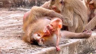 Thumbnail: 🔴 Live — Heartwarming Moment as Baby Monkey Shows Affection to Mama 🐒💛✨