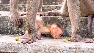 Thumbnail: 🔴 Live Stream — Heartwarming Moment as Baby Monkey Stays Close to Mom 🐒🌿💛