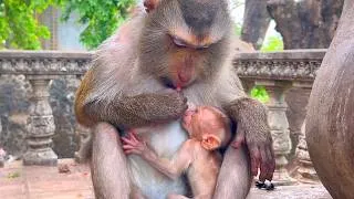 Thumbnail: 🔴 Live Stream — Heartwarming Moment as Mama STEPHENIE Checks Her Little Baby 🐒💛