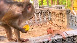 Thumbnail: 🔴 Live Stream — Baby Monkey Learns Skills During Morning Practice with Mama 🐒💛✨