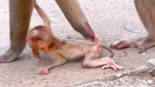 Thumbnail: 🔴 Live Stream — Heartwarming Moment as Baby STEELY Stays Close to Mama 🐒🌿💛