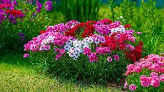 Thumbnail: 99% Peace in One Garden 🌺 The Most Satisfying Flower Garden Ever 🍀 Relax & Breathe