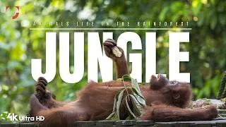 Thumbnail: Jungle Animals Life in the Heart of the Rainforest | 4K Ultra HD