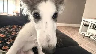 Thumbnail: Overly emotional dog's heartbroken every time dad leaves home
