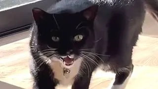 Thumbnail: Dog has hilarious reaction when he's denied a blueberry