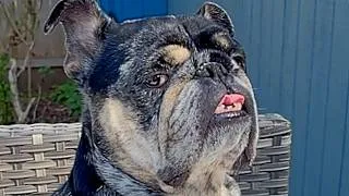 Thumbnail: Three-legged dog convinces grandparents to like pitbulls