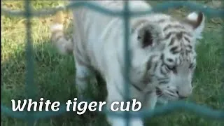 Thumbnail: Athens Zoo | White tiger cub