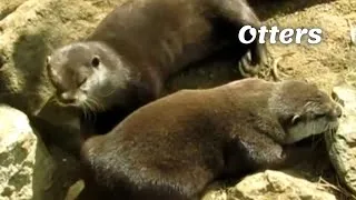 Thumbnail: London Zoo | Lazy and fat and otters