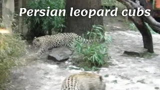Thumbnail: Hanover Zoo | Persian leopard cubs