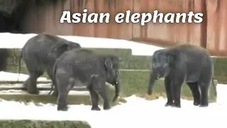 Thumbnail: Young Asian elephants play in the snow | Hanover Zoo