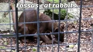 Thumbnail: Fossas at Newquay Zoo. Fossas eat rabbits.