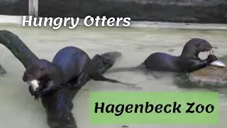 Thumbnail: Hungry Otters - Hagenbeck Zoo - Hamburg, Germany