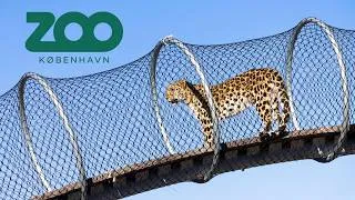 Thumbnail: Tour of the Brand New Leopard Trail Exhibit at Copenhagen Zoo