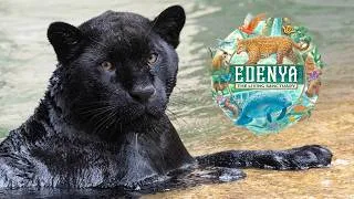 Thumbnail: Edenya at Pairi Daiza - Latest Updates and Changes