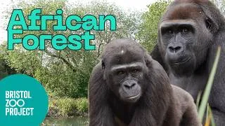 Thumbnail: Tour of the Brand New African Forest Exhibit at Bristol Zoo Project